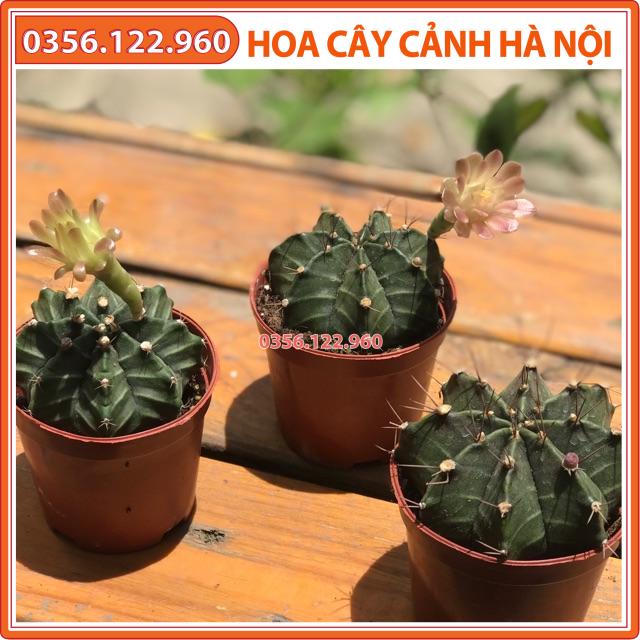 Xương rồng Gymno size 5-6 cm