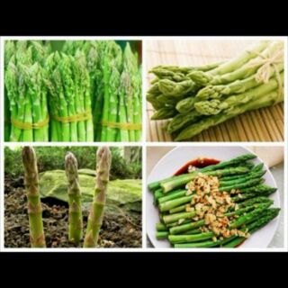 Cây giống măng tây
