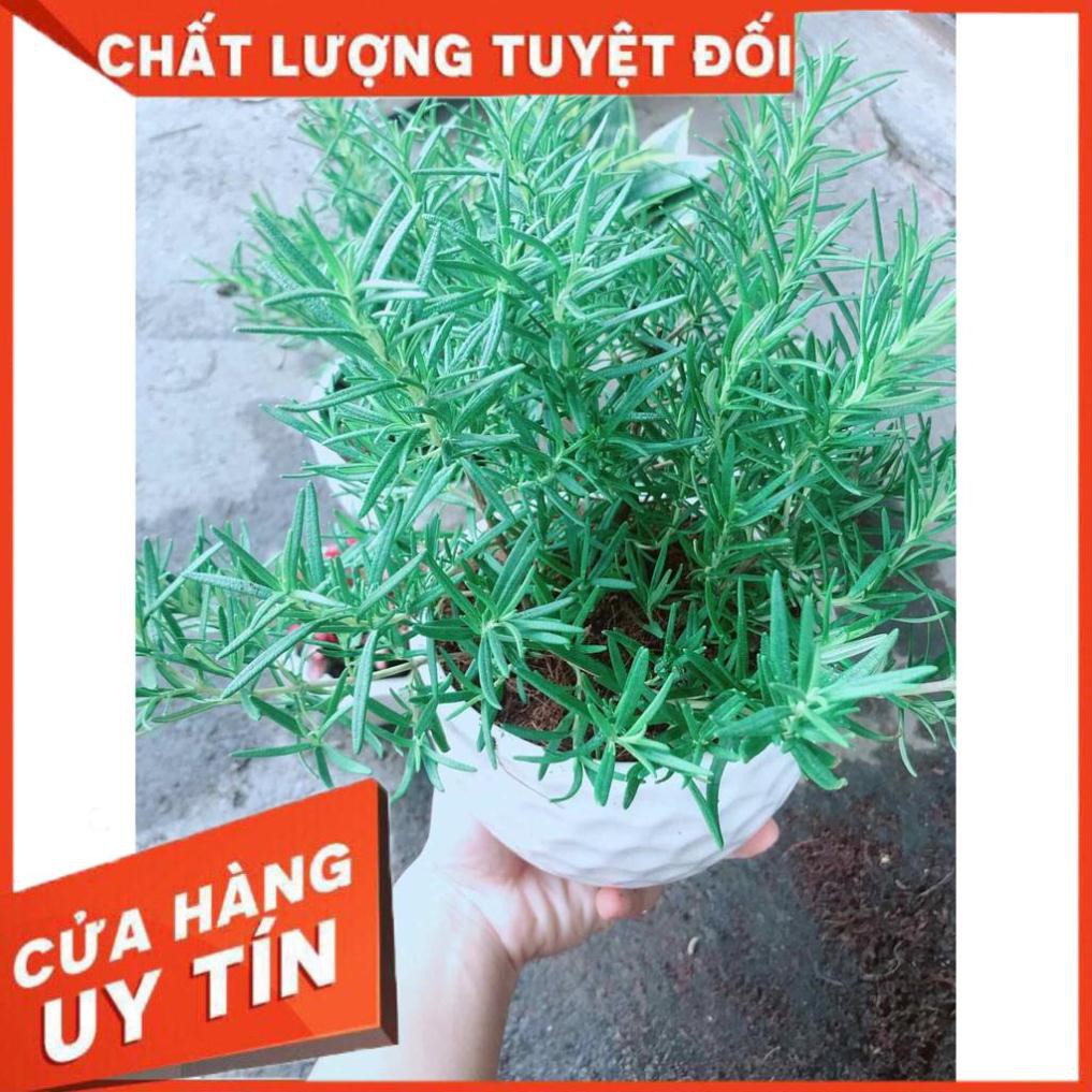 Chậu cây hương thảo Nhiều Người Mua