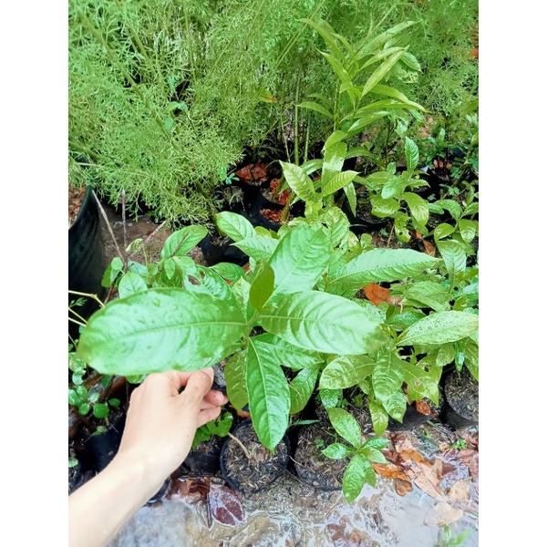 CÂY GIỐNG BẰNG LĂNG TÍM 💞