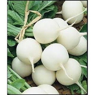 Hạt giống Củ cải trắng tròn