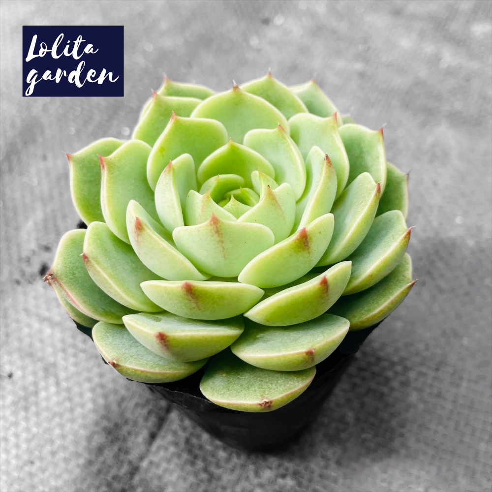 Sen đá vân mai Đà Lạt size bé cây cảnh trang trí nhà cửa Lolita garden