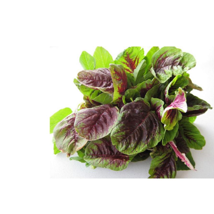 200 hạt giống rau dền