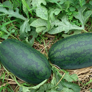 20h - HẠT GIỐNG DƯA HẤU