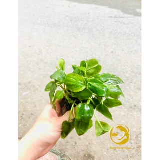 Cây Tiêu thảo Lagendra cho bể thủy sinh