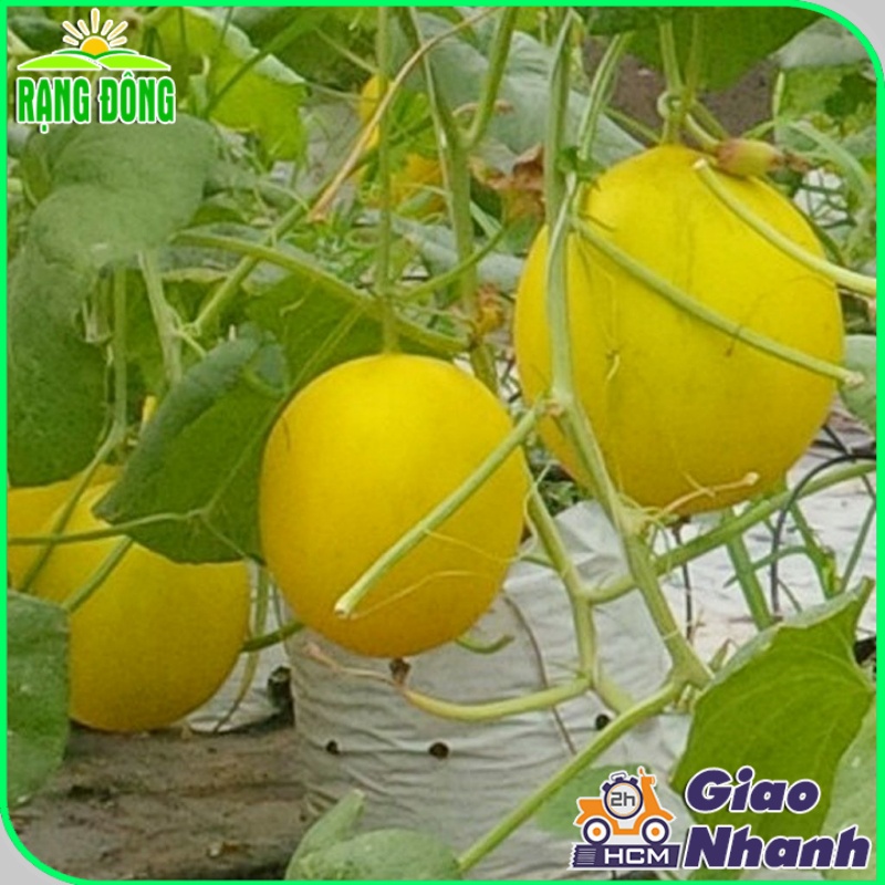 Hạt giống Dưa Hoàng Kim F1 trái to, ngọt, thơm, trồng quanh năm - Hạt giống Rạng Đông
