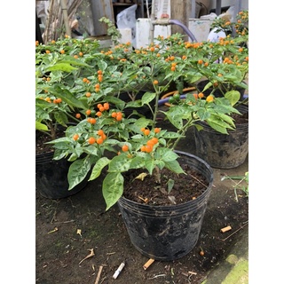 Cây ớt Peru - Aji Charapita (Capsicum chinense)