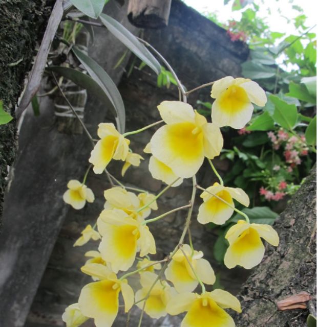 Hoa lan vẩy rồng hàng rừng cao bằng