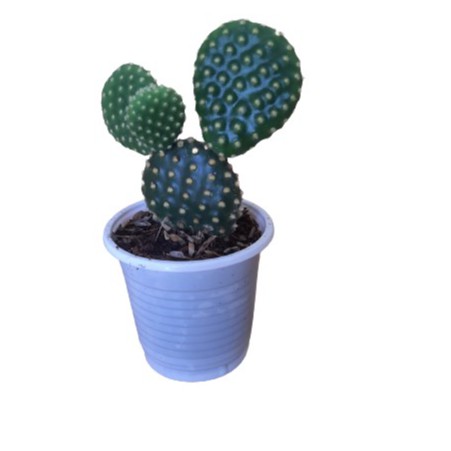 Cây xương rồng tai thỏ đẹp 20 cây bầu (8x8cm) có màu vàng đặt  trên bàn làm việc