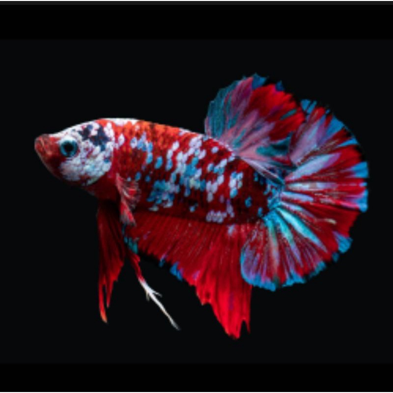 Cá betta KOI GLX Siêu Đẹp size vừa-1Con trống tặng thức ăn