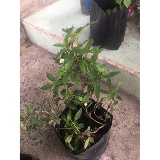 cây cỏ mực bầu đất không chậu