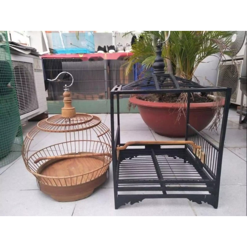 Dây xích chân chim Họa Mi