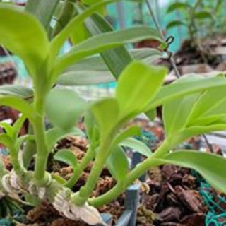 Hoa lan phi điệp - 5ct  củ chi  ( cây cao 17cm,cắt khúc cây mẹ)