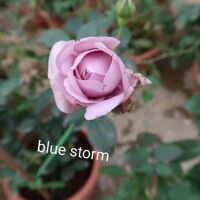 com bo 10 cây hồng rễ trần