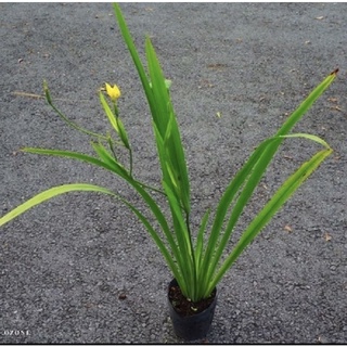 giống xạ can - lan dẻ quạt
