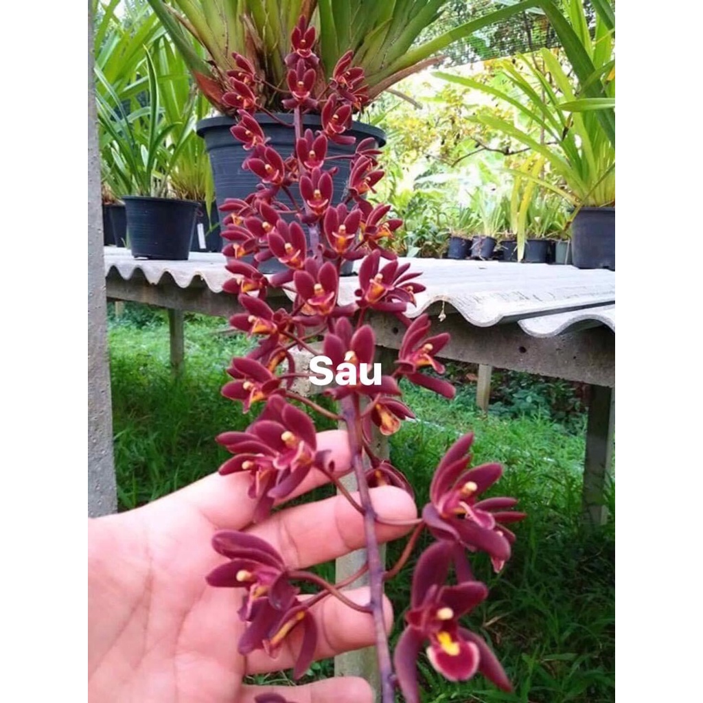 Hoa Lan kiếm Thái HOA TẾT