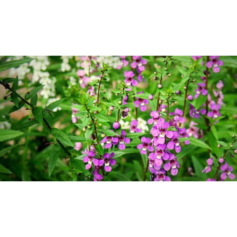 Cây Angelonia goyazensis Japanese Violet (Violet Nhật Bản, hoa màu ngẫu nhiên) chậu nhựa 8cm