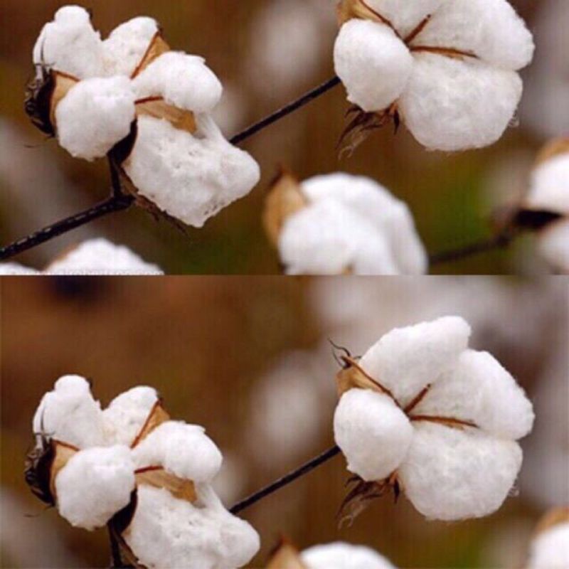 Bông gòn hạt bi nhồi gối,Thú Bông,Trang trí Giả Tuyết....