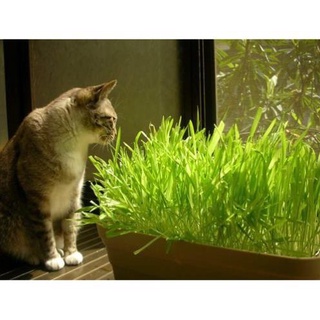 100 hạt giống cỏ lúa mì đỏ wheatgrass cỏ mèo