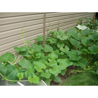 Cung Cấp Hạt Giống Lặc Lày LUCKY SEEDS ( Mướp Ngọt) 10 hạt hạt đẹp