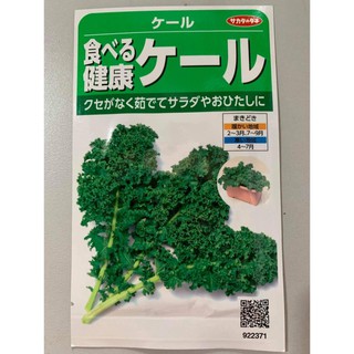 Hạt giống cải xoăn Kale Nhật Bản