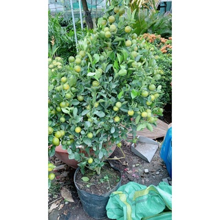 Cây Tắc Cao 1m4-1m6