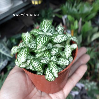 Cây Cẩm Nhung [ Sale ]