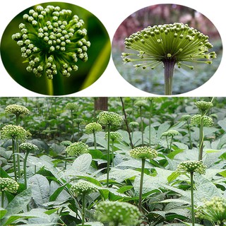 Hoa Tam Thất Khô 100gram (Nụ Hoa)