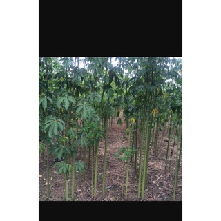 100gram hạt bông gòn giống