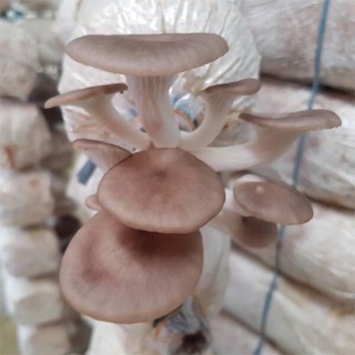 Phôi nấm Bào Ngư Xám (CÓ NẮP)