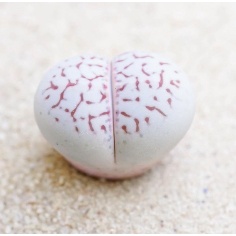 Sen Thạch Lan Dòng Dinterthanus, Lithops Sen Mông 1,5-2cm