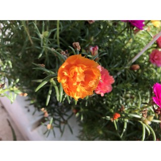 Hoa mười giờ cánh kép (1 cành)