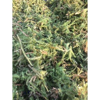 1kg cây thông đất