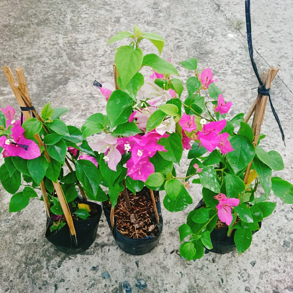 Cây Hoa Giấy 2 Màu - hoa giấy Cao Bồi - cây cảnh để bàn - caykiengsadec