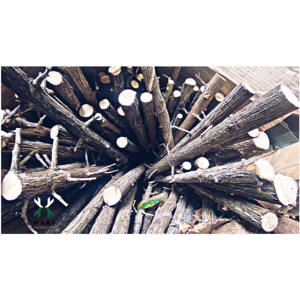 Lũa Thẳng Thạch Sùng  /  Trang Trí Setup Bể Thủy Sinh, Rừng, Biotop