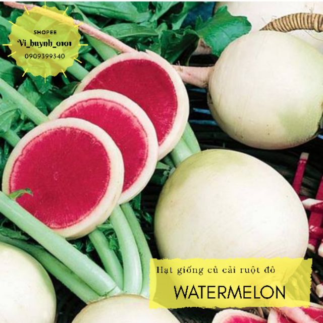 Hũ 200 hạt giống củ cải ruột đỏ Watermelon giống hữu cơ Mỹ thu hoạch sớm 30 ngày