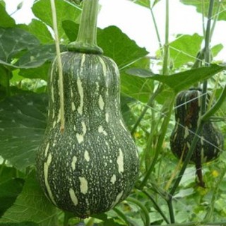 Hạt Giống Bí Đỏ Hạt Đậu (2g)