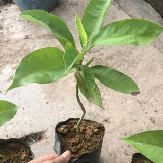 Ngọc lan hoa vàng thơm nức
