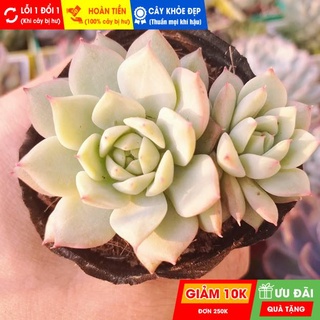 Sen đá baby 5 - 7cm, đã thuần khí hậu nóng, khoẻ đẹp, hoàn tiền khi cây bị hư hoặc lỗi