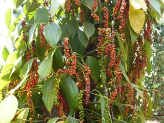 tiêu đen quảng trị 100g