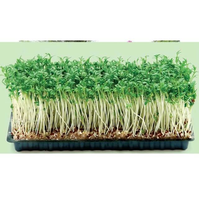 04 viên Xơ dừa nén qua xử lý  - ươm cây con, trộn đất, trồng rau mầm