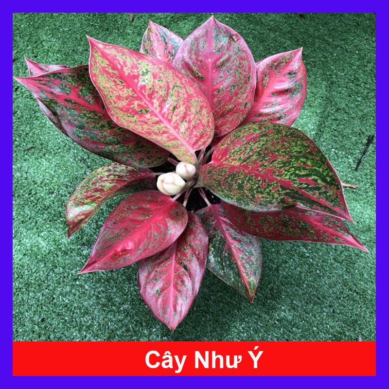 Cây Như Ý - cây cảnh để bàn - caykiengsadec