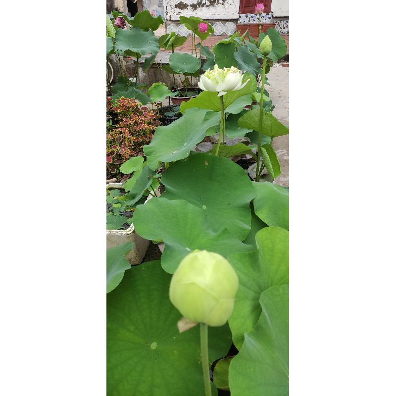 Sen quan âm trắng kép
