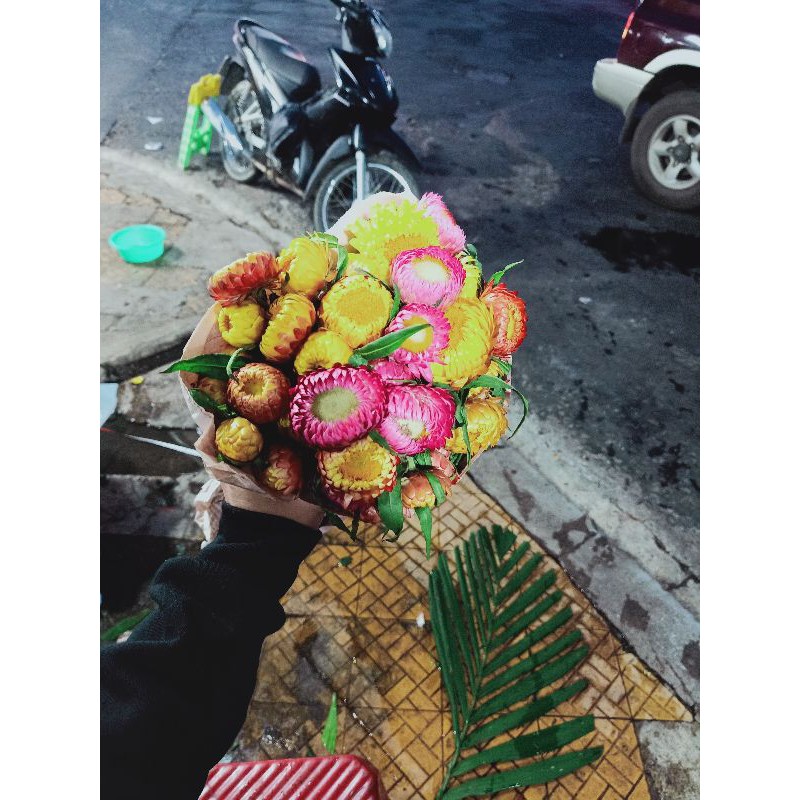 Hoa cúc bất tử tươi Đà Lạt (nguyên đoá)