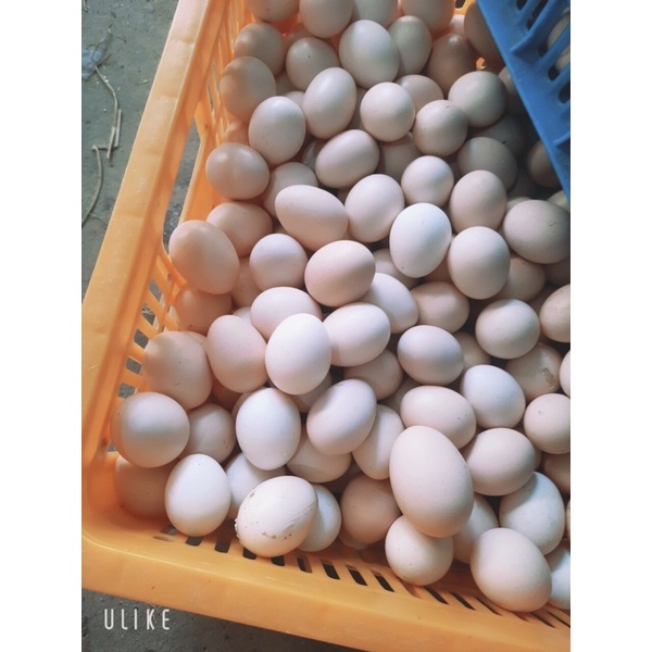Trứng Gà Ác Tươi (Gà Ri)