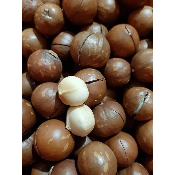 500g Hạt Macca Dak Lak Nguyên Vỏ  Kèm Đồ Tách