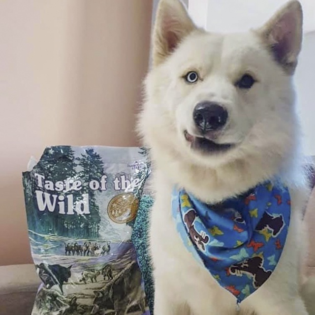 Thức Ăn Cho Chó Samoyed Taste Of The Wild Bao 500g Lông Bóng Mượt - Sierra Mountain Thịt Cừu, Trái Cây Rau Củ Quả