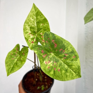 (Hỏa Tốc) Môn Thái Caladium