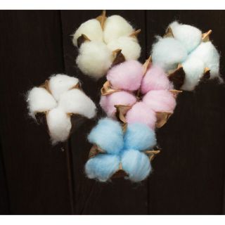 Hoa bông gòn- hoa cotton thật
