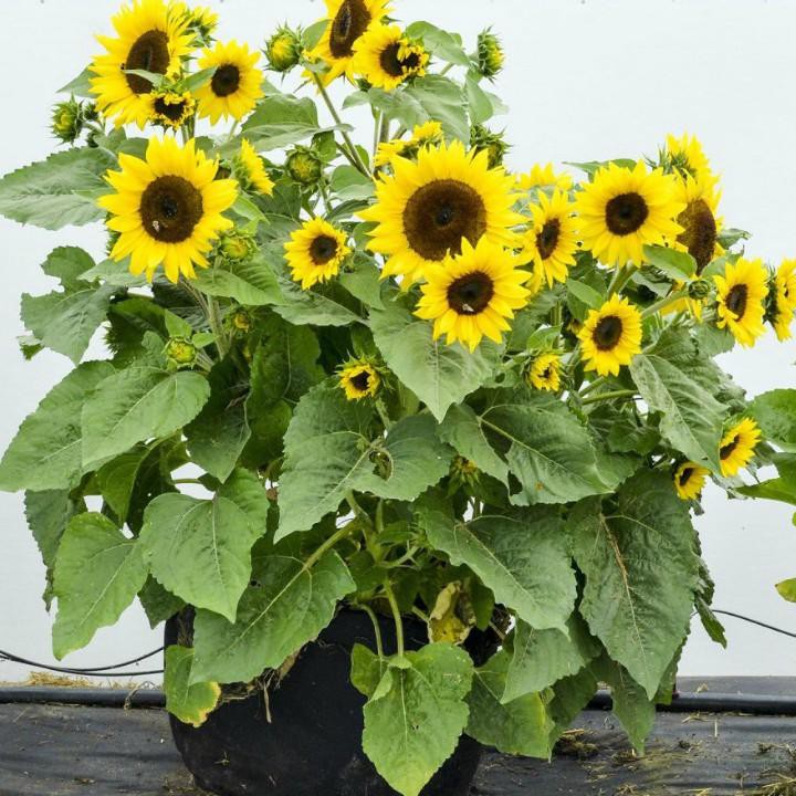 Cây giống hoa hướng dương lùn